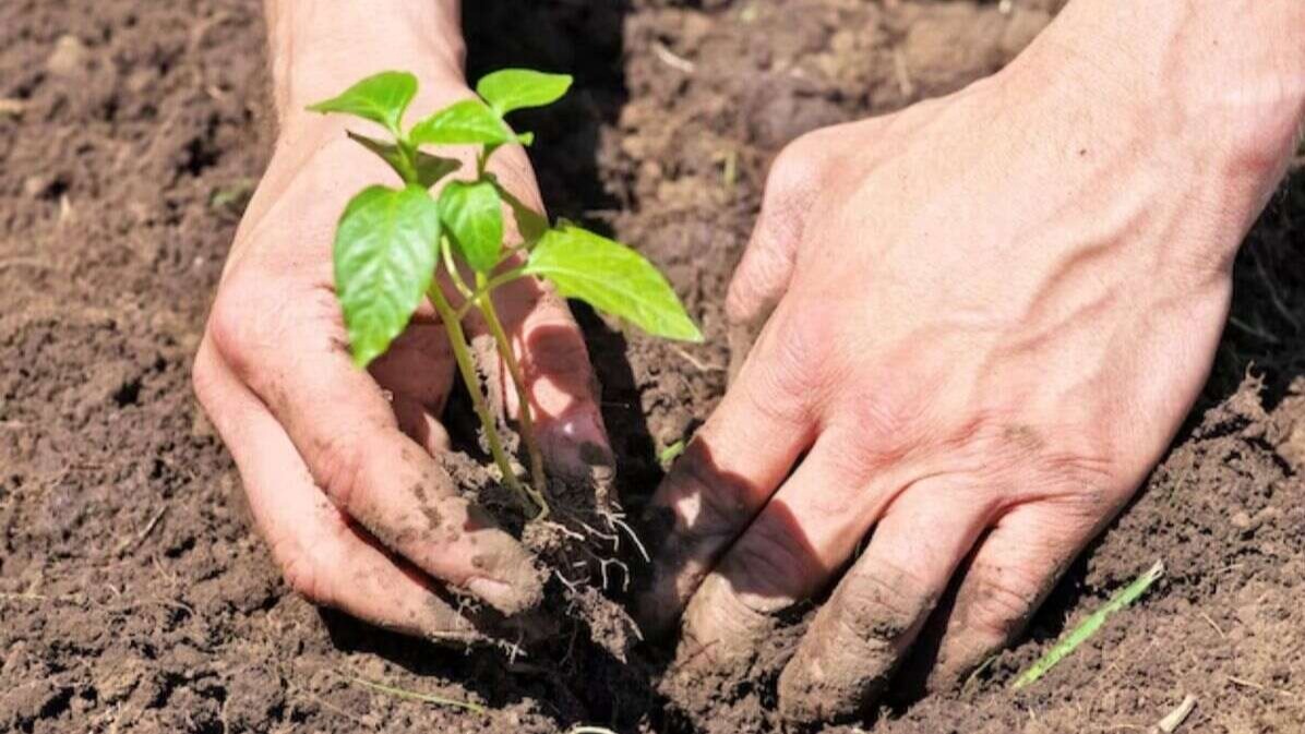 पेड़-पौधे,  धरती का शृंगार,  मानव जीवन,  प्रकृति,  पर्यावरण,  हरियाली,  ऑक्सीजन,  मानसिक स्वास्थ्य,  जलवायु संतुलन,  हरित क्षेत्र